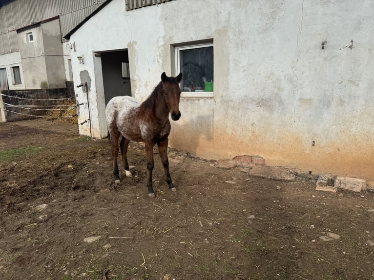 Poni cuarto de milla Semental 1 año 148 cm Atigrado/Moteado in Ansbach