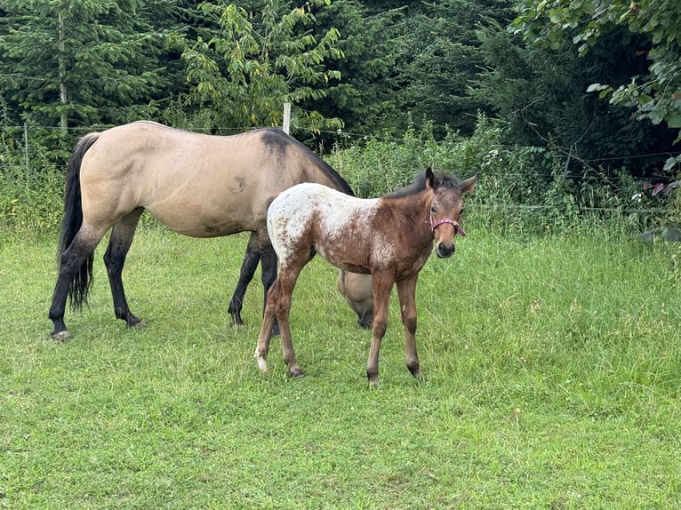 Poni cuarto de milla Semental 1 año 148 cm Atigrado/Moteado in Ansbach