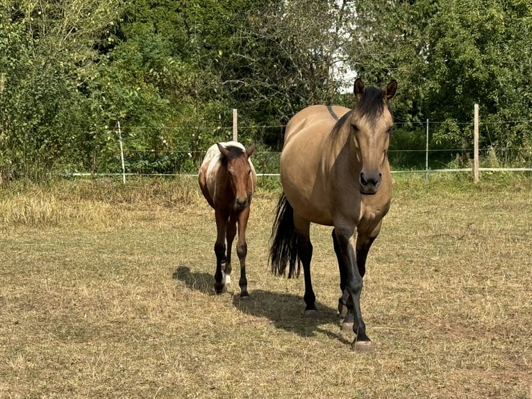 Poni cuarto de milla Semental 1 año 148 cm Atigrado/Moteado in Ansbach