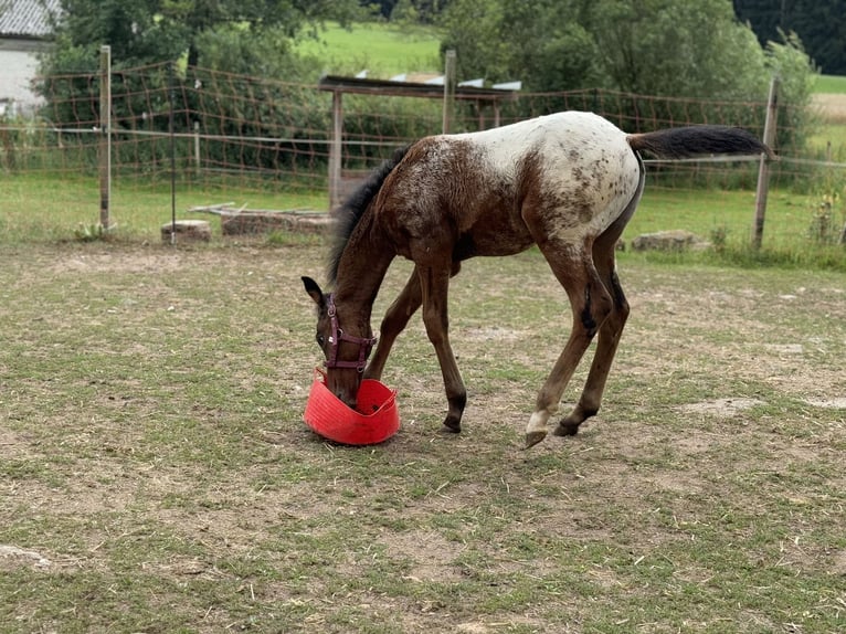 Poni cuarto de milla Semental 1 año 148 cm Atigrado/Moteado in Ansbach