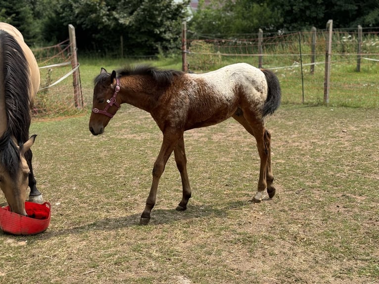 Poni cuarto de milla Semental 1 año 148 cm Atigrado/Moteado in Ansbach