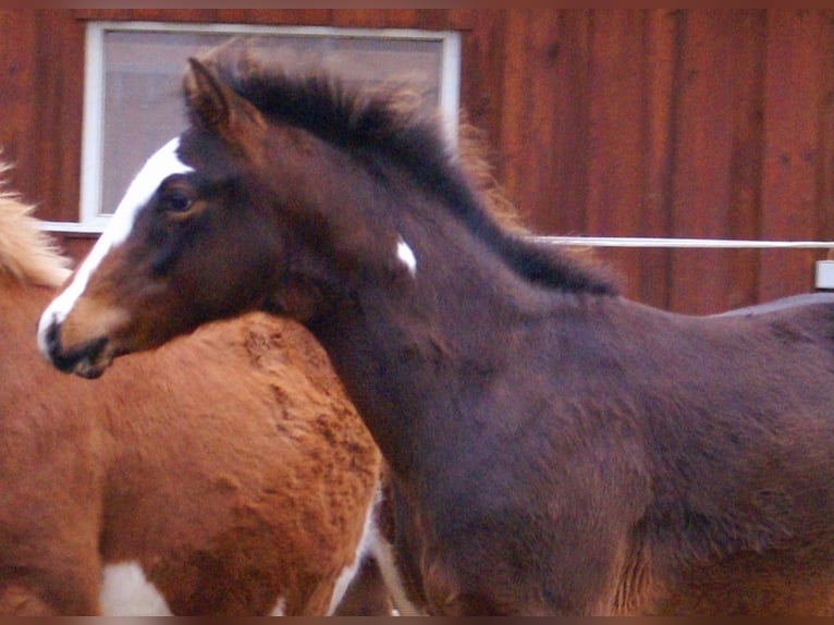 Poni cuarto de milla Semental 1 año 148 cm Overo-todas las-capas in Velpke