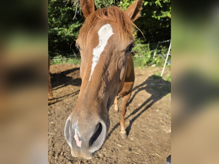 Poni cuarto de milla Semental 1 año 155 cm Castaño in Solingen