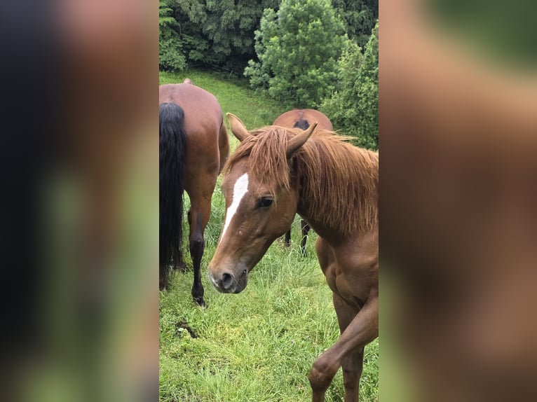 Poni cuarto de milla Semental 1 año 155 cm Castaño in Solingen
