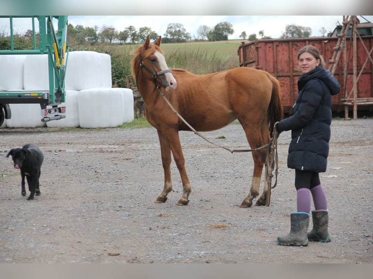 Poni cuarto de milla Mestizo Semental 1 año 157 cm Alazán in Buchen (Odenwald)