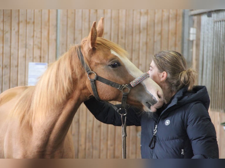 Poni cuarto de milla Mestizo Semental 1 año 157 cm Alazán in Buchen (Odenwald)