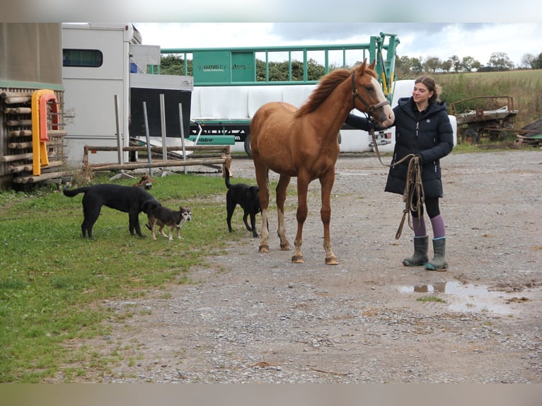 Poni cuarto de milla Mestizo Semental 1 año 157 cm Alazán in Buchen (Odenwald)