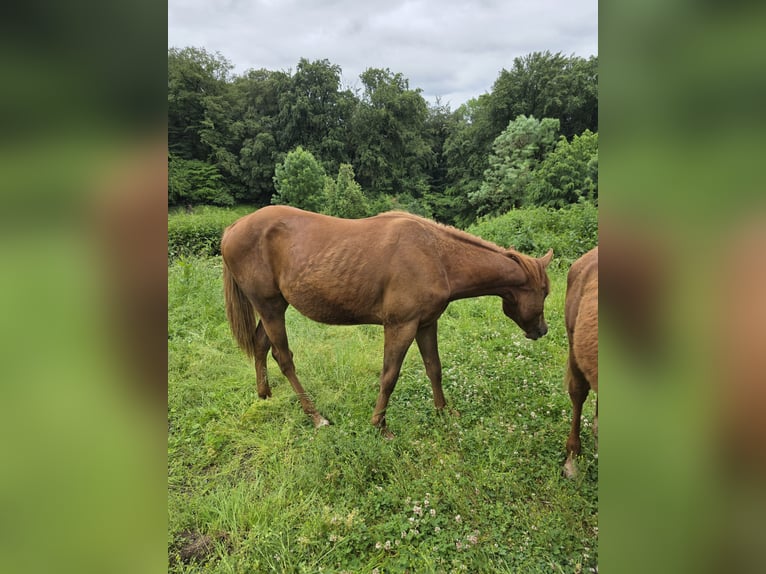 Poni cuarto de milla Semental 1 año Castaño in Solingen