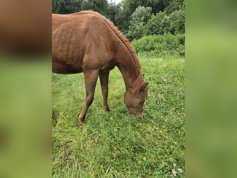 Poni cuarto de milla Semental 1 año Castaño in Solingen
