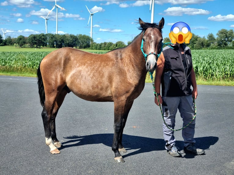 Poni cuarto de milla Mestizo Semental 2 años 147 cm Ruano alazán in Vacha