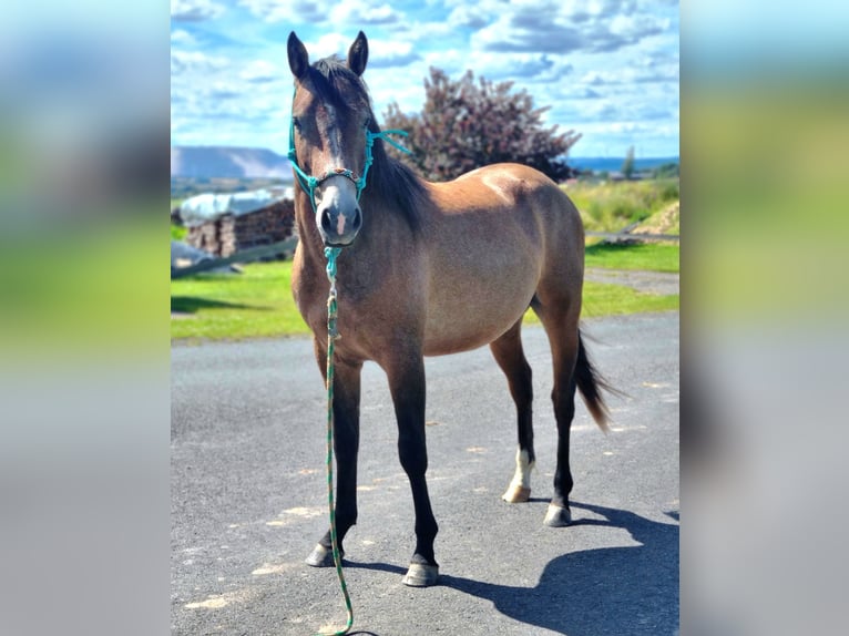 Poni cuarto de milla Mestizo Semental 2 años 147 cm Ruano alazán in Vacha