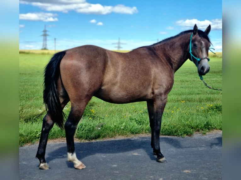 Poni cuarto de milla Mestizo Semental 2 años 147 cm Ruano alazán in Vacha