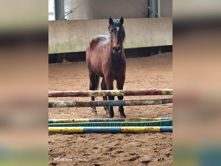 Poni cuarto de milla Mestizo Semental 2 años 150 cm Castaño in Buchen (Odenwald)