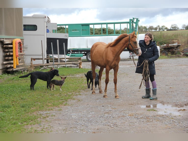 Poni cuarto de milla Mestizo Semental 2 años 157 cm Alazán in Buchen (Odenwald)