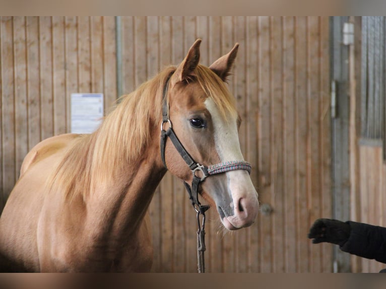 Poni cuarto de milla Mestizo Semental 2 años 157 cm Alazán in Buchen (Odenwald)