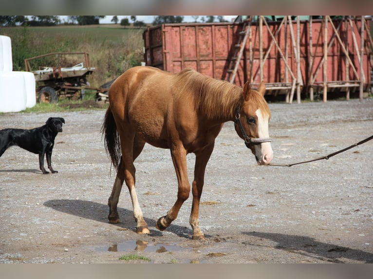 Poni cuarto de milla Mestizo Semental 2 años 157 cm Alazán in Buchen (Odenwald)