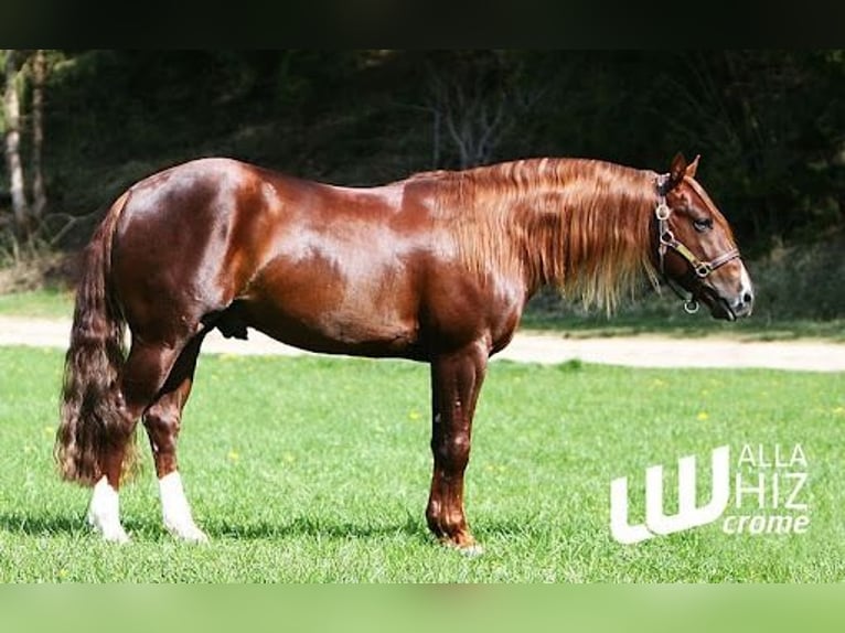 Poni cuarto de milla Semental 3 años Alazán in Best