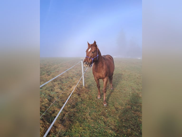 Poni cuarto de milla Semental 5 años 148 cm Alazán in Höchenschwand