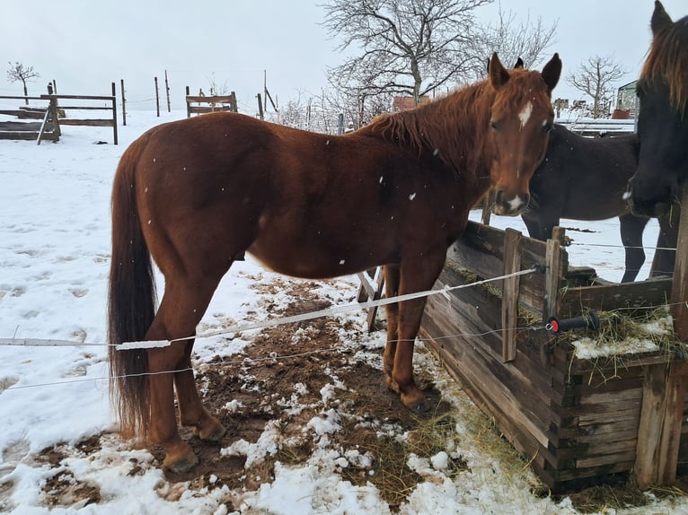 Poni cuarto de milla Semental 6 años 147 cm Alazán in Höchenschwand