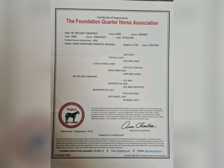 Poni cuarto de milla Semental 6 años 148 cm Alazán in Höchenschwand