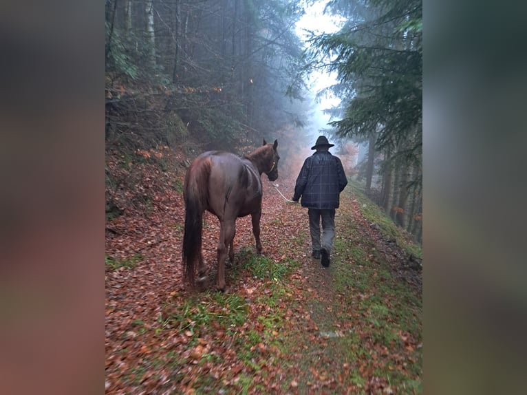 Poni cuarto de milla Semental 6 años 148 cm Alazán in Höchenschwand