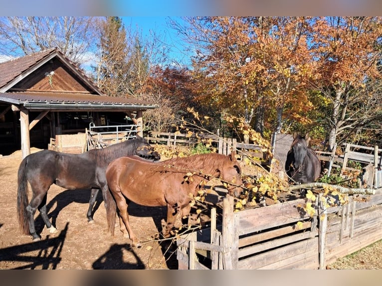 Poni cuarto de milla Semental 6 años 148 cm Alazán in Höchenschwand