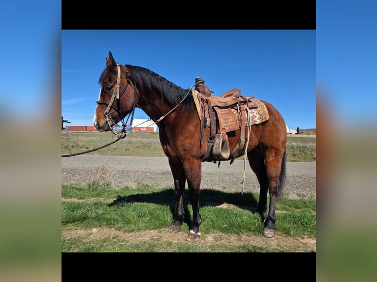 Poni cuarto de milla Semental Castaño in Ellensburg