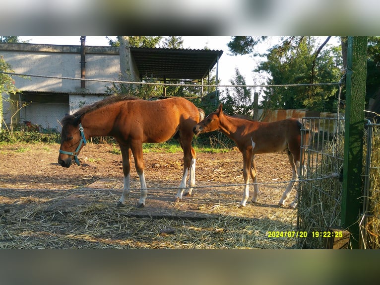 Poni cuarto de milla Semental Potro (05/2024) 130 cm Castaño claro in Dessau