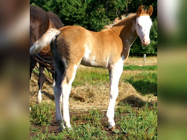 Poni cuarto de milla Semental Potro (07/2026) 148 cm Overo-todas las-capas in Velpke