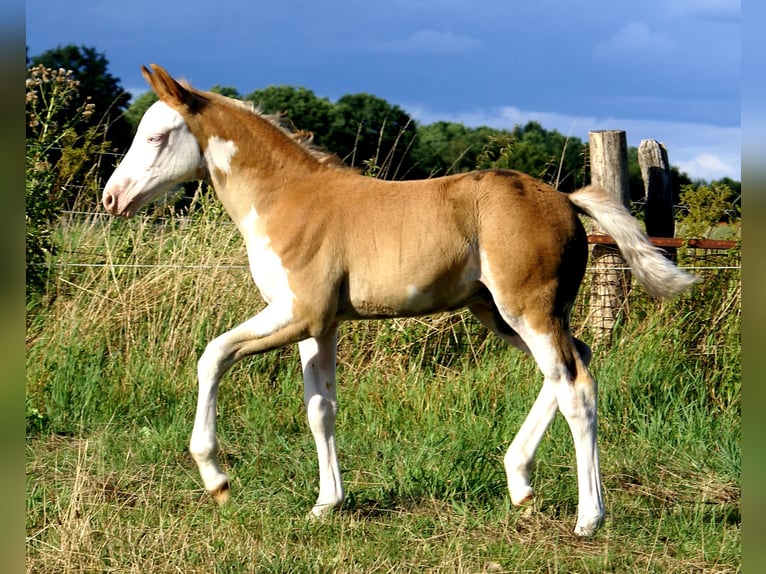 Poni cuarto de milla Semental Potro (07/2026) 148 cm Overo-todas las-capas in Velpke