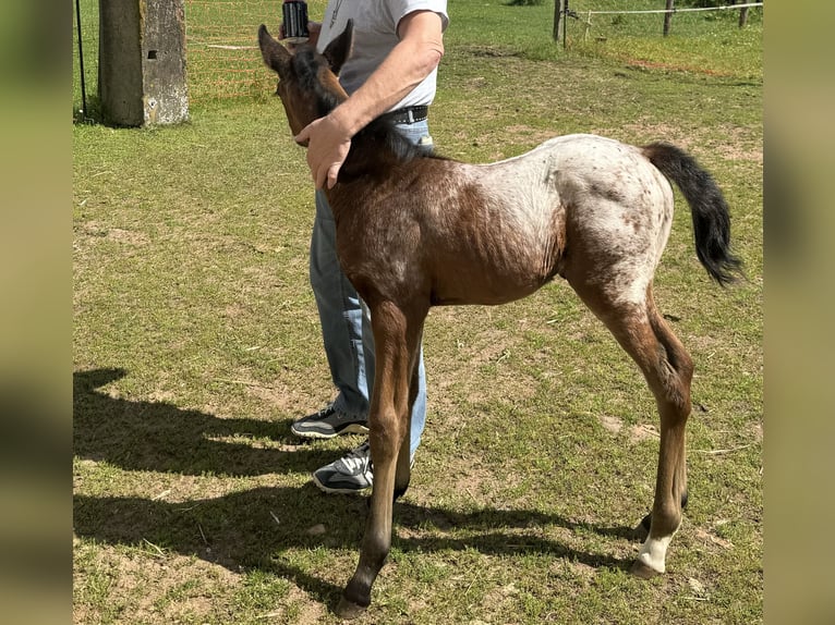 Poni cuarto de milla Semental Potro (05/2024) Castaño in Lichtenau