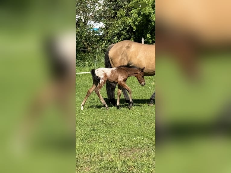 Poni cuarto de milla Semental Potro (05/2024) Castaño in Lichtenau