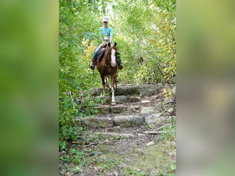 Poni cuarto de milla Yegua 10 años 137 cm Alazán rojizo in Corsica