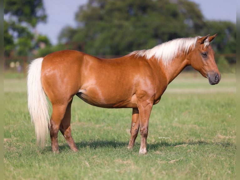 Poni cuarto de milla Yegua 10 años Palomino in Weatherford