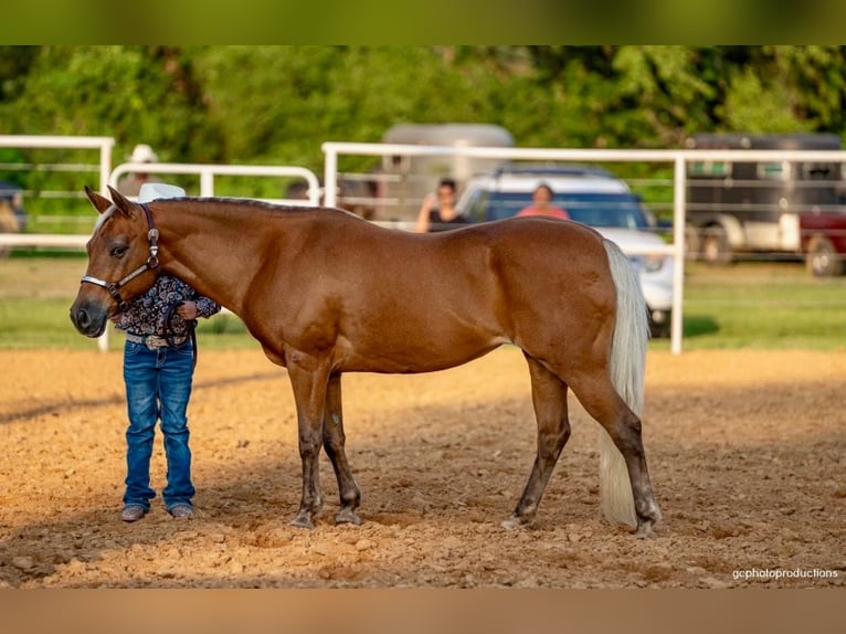 Poni cuarto de milla Yegua 10 años Palomino in Weatherford