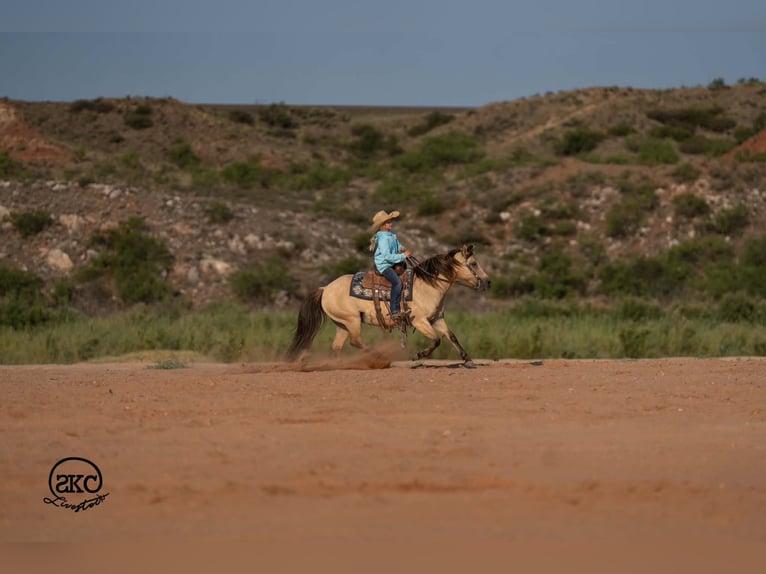 Poni cuarto de milla Yegua 11 años 132 cm Buckskin/Bayo in Canyon