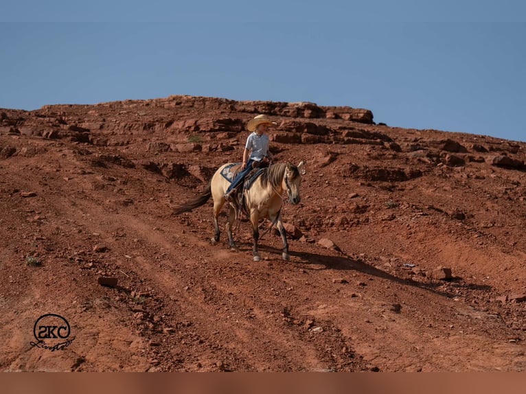 Poni cuarto de milla Yegua 11 años 132 cm Buckskin/Bayo in Canyon
