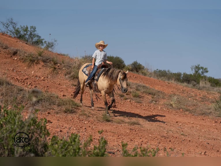 Poni cuarto de milla Yegua 11 años 132 cm Buckskin/Bayo in Canyon