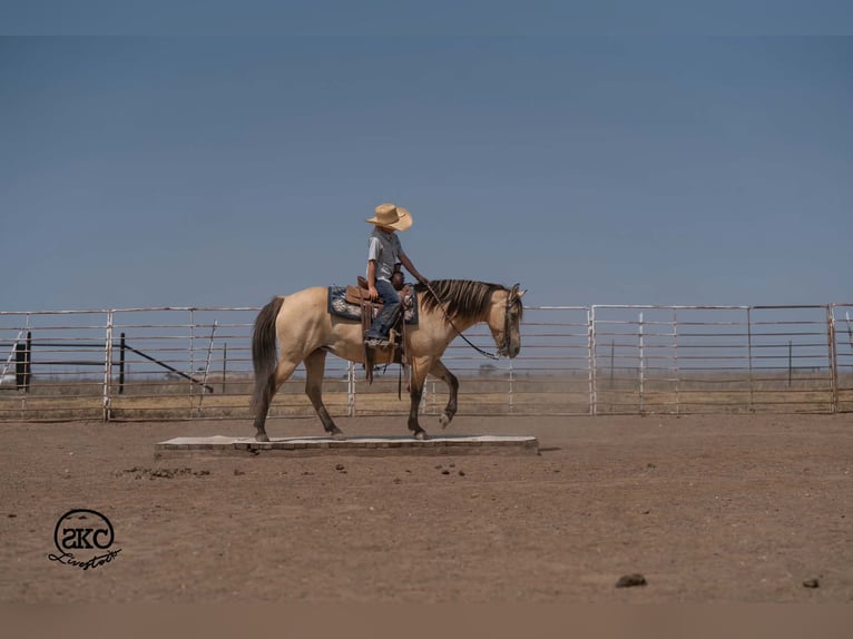 Poni cuarto de milla Yegua 11 años 132 cm Buckskin/Bayo in Canyon