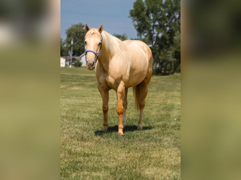 Poni cuarto de milla Yegua 11 años 145 cm Palomino in Plano