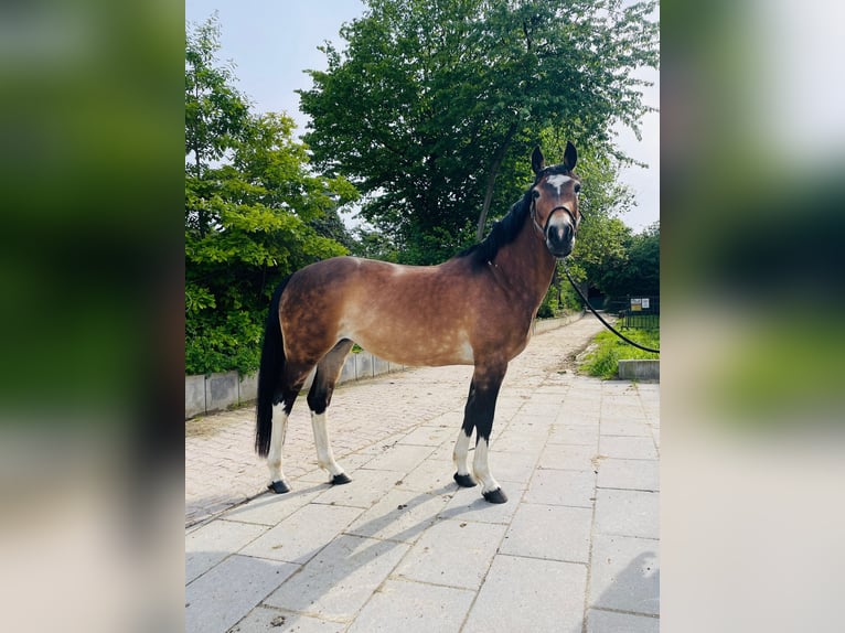 Poni cuarto de milla Mestizo Yegua 11 años 150 cm Buckskin/Bayo in Essen