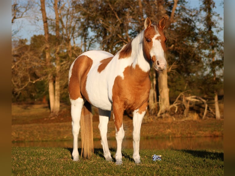 Poni cuarto de milla Yegua 12 años 132 cm in Elkhart, TX