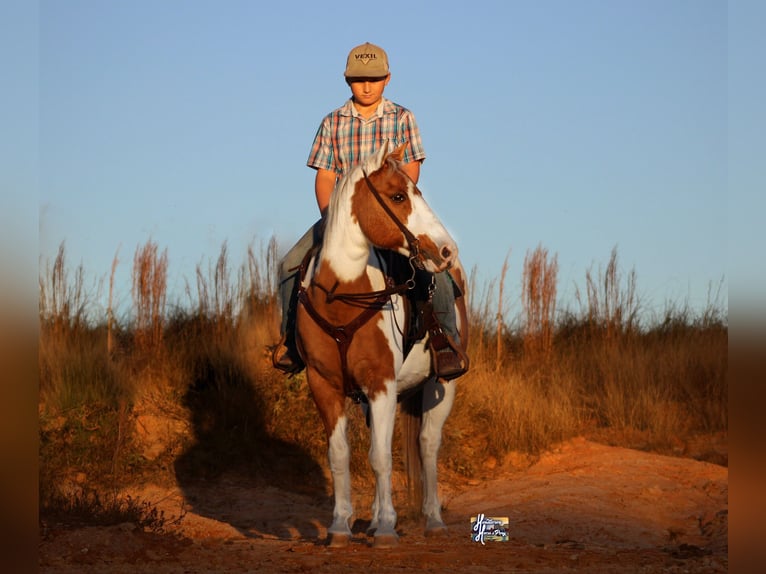 Poni cuarto de milla Yegua 12 años 132 cm in Elkhart, TX