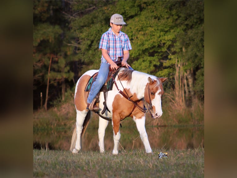 Poni cuarto de milla Yegua 12 años 132 cm in Elkhart, TX