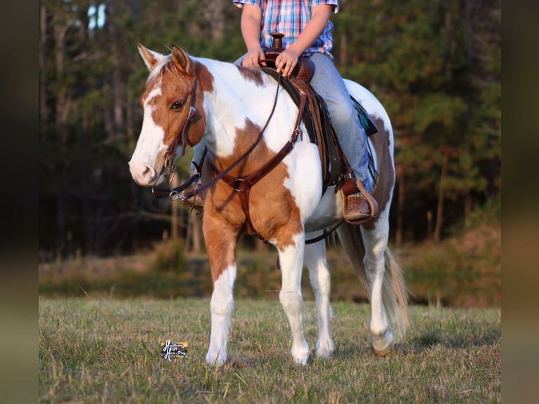 Poni cuarto de milla Yegua 12 años 132 cm in Elkhart, TX