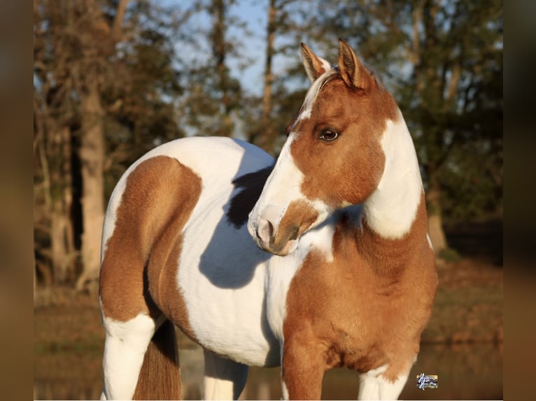 Poni cuarto de milla Yegua 12 años 132 cm in Elkhart, TX