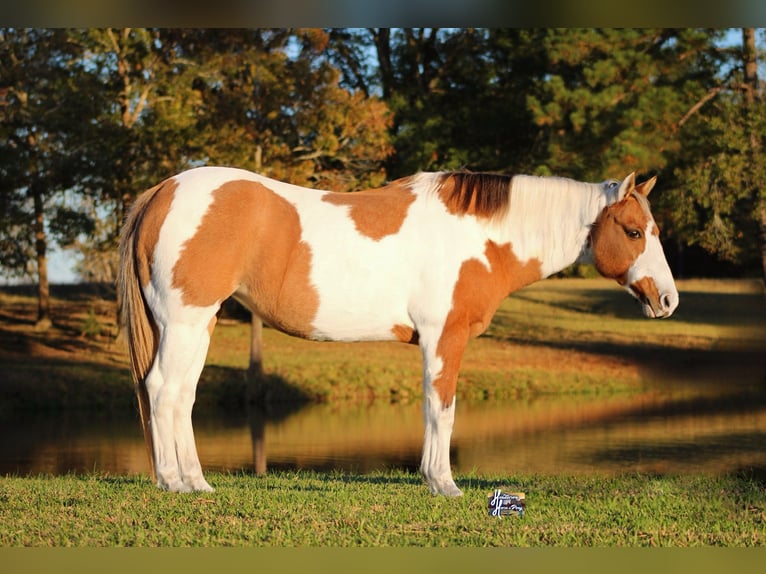 Poni cuarto de milla Yegua 12 años 132 cm in Elkhart, TX