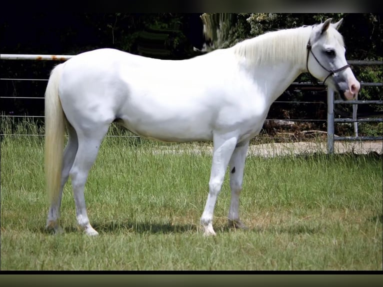 Poni cuarto de milla Yegua 12 años 132 cm White/Blanco in Marana, AZ