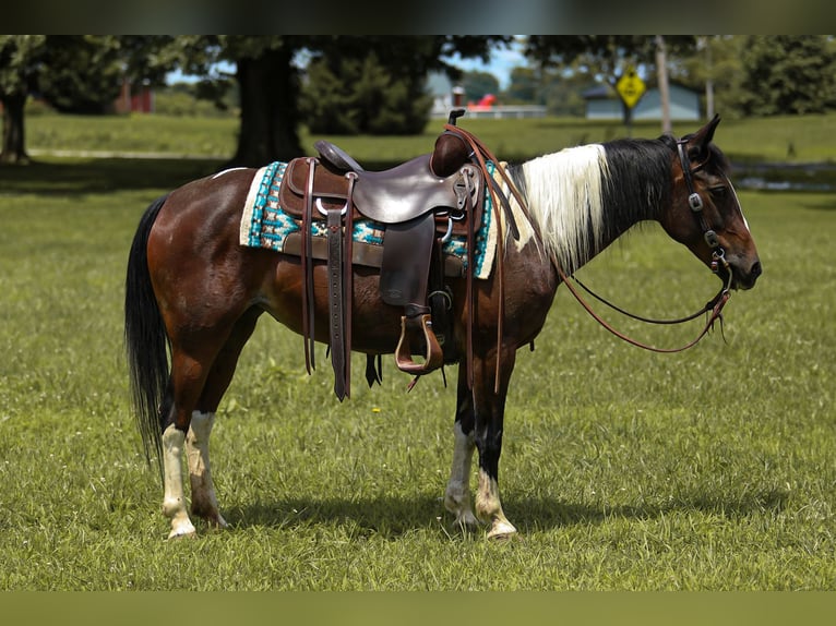 Poni cuarto de milla Yegua 12 años 137 cm in Falmouth, KY