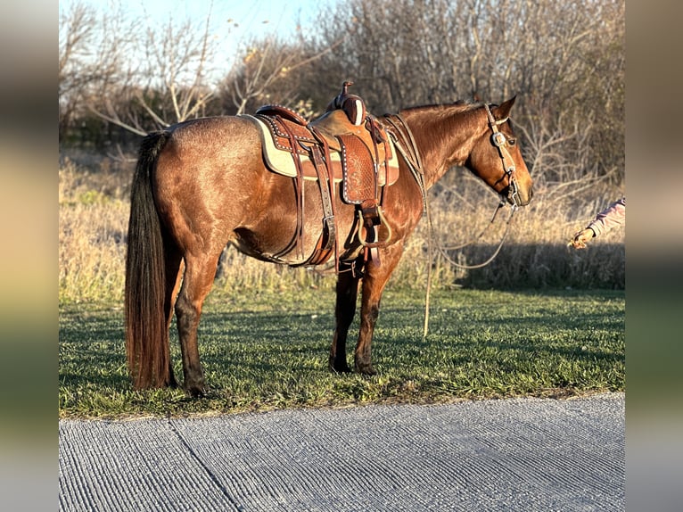 Poni cuarto de milla Yegua 12 años 140 cm Castaño-ruano in Zearing